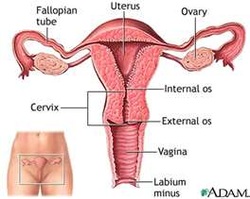 to Why attach uterus sperm wont